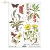 herbs, Wulfenia, Adonis Vulgaris, Daphne mezereum, meadow, plants, butterfly, butterflies, flower, flowers, R406